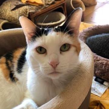 Adopt a friend: Pearl